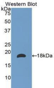 Laminin Alpha 1 (LAMA1) Polyclonal Antibody - image 2