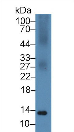 Western Blot; Sample: Recombinant protein.
