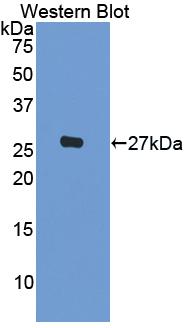 Interleukin 1 Beta (IL1b) Polyclonal Antibody - image 2