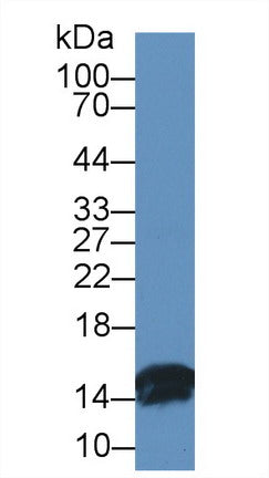 Western Blot; Sample: Porcine Small intestine lysate; Primary Ab: 1µg/ml Rabbit Anti-Bovine FABP2 Antibody Second Ab: 0.2µg/mL HRP-Linked Caprine Anti-Rabbit IgG Polyclonal Antibody