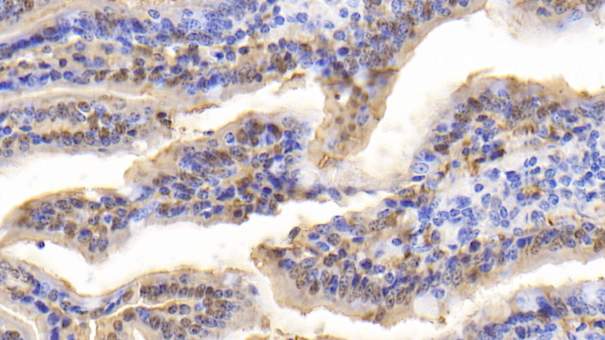 Fatty Acid Binding Protein 2, Intestinal (FABP2) Polyclonal Antibody - image 4