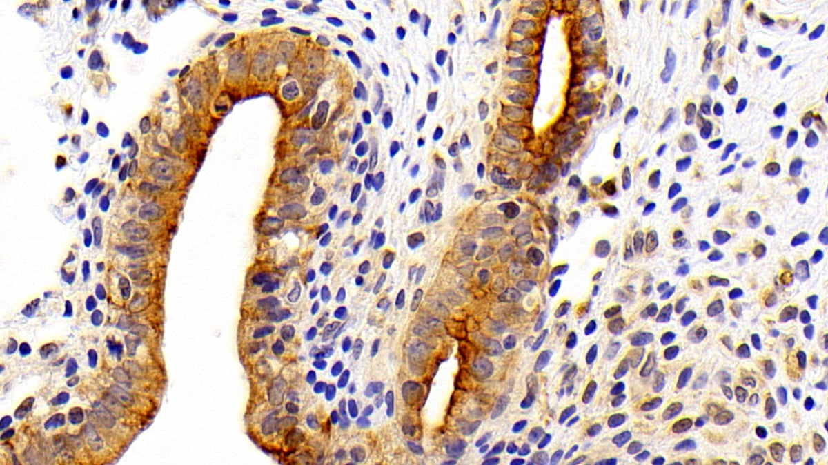 DAB staining on IHC-P. Samples: Rat Tissue)