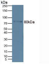WesternBlot;Sample:RecombinantMMP9,Human.