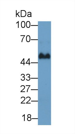 Immunoglobulin G (IgG) Polyclonal Antibody - image 2