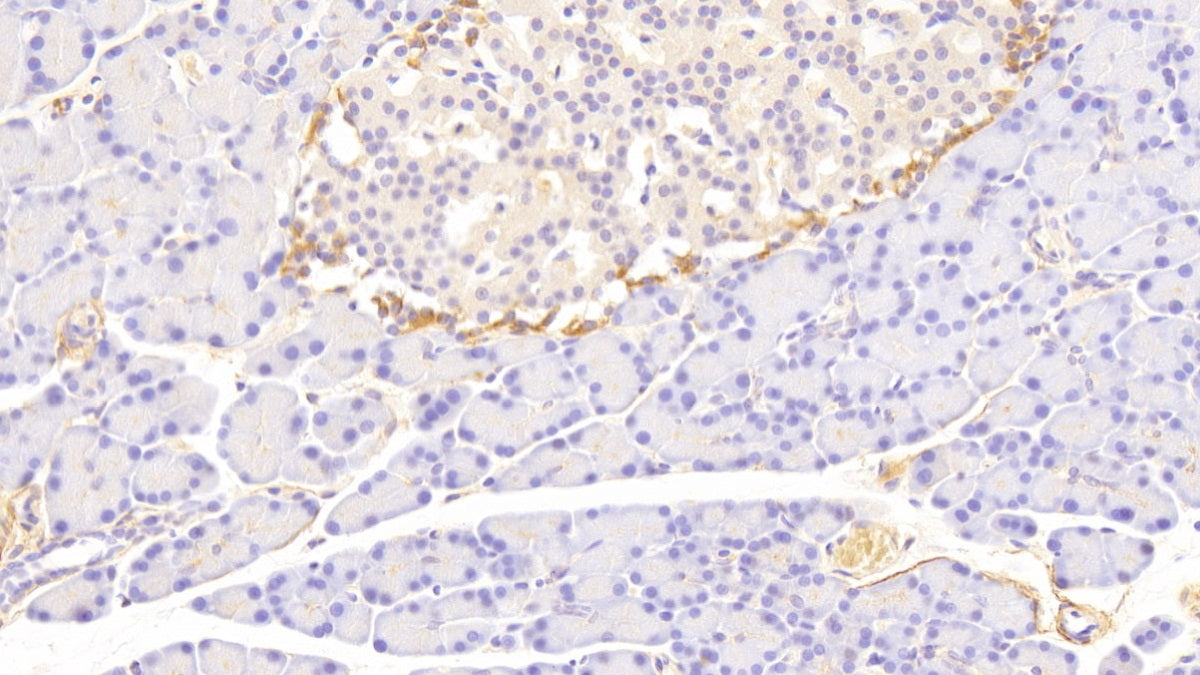 Tissue Factor (TF) Polyclonal Antibody - image 4