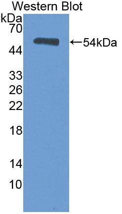 Heat Shock Transcription Factor 2 (HSF2) Polyclonal Antibody - image 2