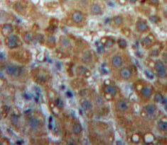 Lipase, Endothelial (LIPG) Polyclonal Antibody - image 4