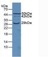 Western Blot; Sample: Recombinant DAF, Mouse.