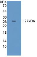 DAB staining on IHC-P; Samples: Mouse Testis Tissue; Primary Ab: 10µg/ml Rabbit Anti-Mouse DAF Antibody Second Ab: 2µg/mL HRP-Linked Caprine Anti-Rabbit IgG Polyclonal Antibody