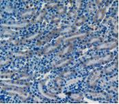 Cluster Of Differentiation 55 (CD55) Polyclonal Antibody - image 5