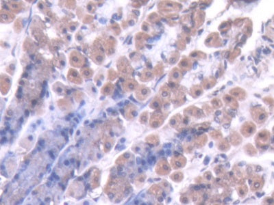 Caspase 7 (CASP7) Polyclonal Antibody - image 4