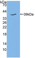 5T4 (5T4) Polyclonal Antibody - image 2