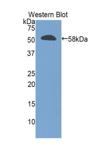 Granzyme M (GZMM) Polyclonal Antibody - image 2