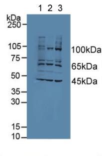 Western Blot; Sample: Recombinant AATK, Human.