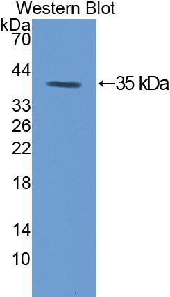 Protein Kinase C Gamma (PKCg) Polyclonal Antibody - image 2