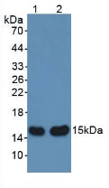 Western Blot; Sample: Recombinant aHSP, Rat.