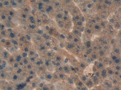 Alpha-Hemoglobin Stabilizing Protein (aHSP) Polyclonal Antibody - image 5