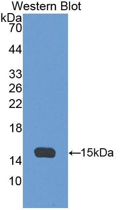Western Blot; Sample: Mouse Spleen lysate; ; Primary Ab: 3µg/ml Rabbit Anti-Mouse aHSP Antibody; Second Ab: 0.2µg/mL HRP-Linked Caprine Anti-Rabbit IgG Polyclonal Antibody;