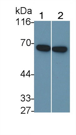 Matrix Metalloproteinase 12 (MMP12) Polyclonal Antibody - image 2