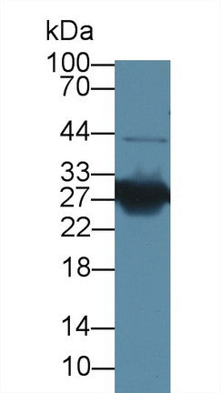 Knockout Varification: <br/>Lane 1: Wild-type HepG2 cell lysate; <br/>Lane 2: HMG1 knockout HepG2 cell lysate; <br/>Predicted MW: 25kDa <br/>Observed MW: 30kDa<br/>Primary Ab: 1µg/ml Rabbit Anti-Mouse HMG1 Antibody<br/>Second Ab: 0.2µg/mL HRP-Linked Caprine Anti-Rabbit IgG Polyclonal Antibody<br/>