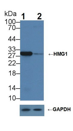 DAB staining on IHC-P; Samples: Mouse Testis Tissue; Primary Ab: 10μg/ml Rabbit Anti-Mouse HMG1 Antibody Second Ab: 2µg/mL HRP-Linked Caprine Anti-Rabbit IgG Polyclonal Antibody