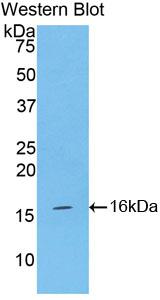 Western Blot; Sample: Lane1: Mouse Ovary lysate; Primary Ab: 2µg/mL Rabbit Anti-Mouse INHA Antibody; Second Ab: 0.2µg/mL HRP-Linked Caprine Anti-Rabbit IgG Polyclonal Antibody;