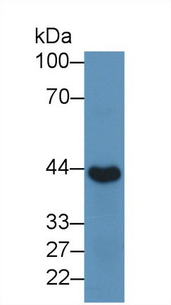 DAB staining on IHC-P; Samples: Mouse Testis Tissue;  Primary Ab: 20μg/ml Rabbit Anti-Mouse INHA Antibody Second Ab: 2µg/mL HRP-Linked Caprine Anti-Rabbit IgG Polyclonal Antibody