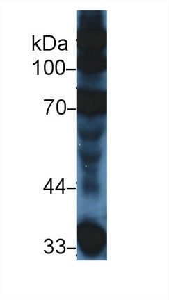 Western Blot; Sample: Mouse Serum; <br/>Primary Ab: 5µg/ml Rabbit Anti-Mouse C3a Antibody<br/>Second Ab: 0.2µg/mL HRP-Linked Caprine Anti-Rabbit IgG Polyclonal Antibody<br/>