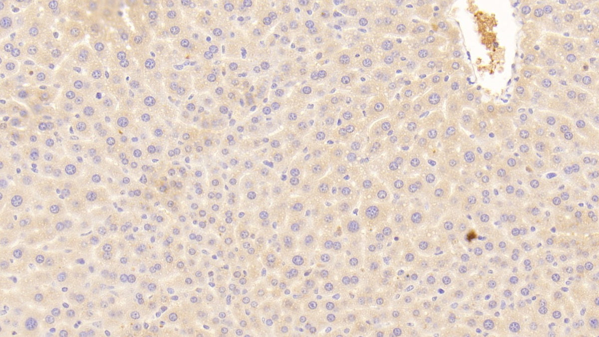 DAB staining on IHC-P; Samples: Mouse Kidney Tissue;  Primary Ab: 20μg/ml Rabbit Anti-Mouse C3a Antibody Second Ab: 2µg/mL HRP-Linked Caprine Anti-Rabbit IgG Polyclonal Antibody