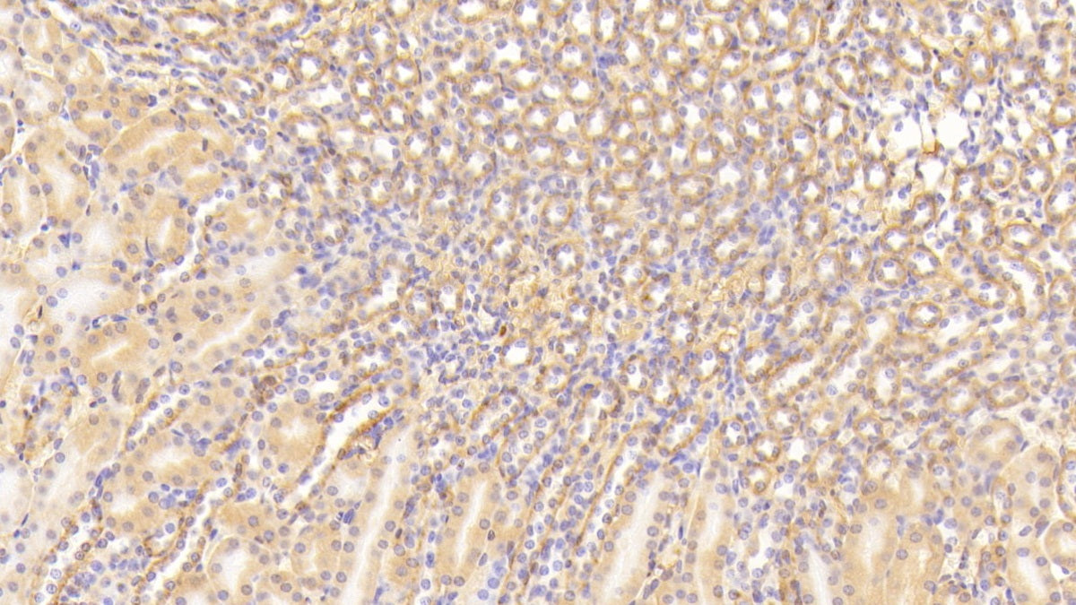 Complement Component 3a (C3a) Polyclonal Antibody - image 5