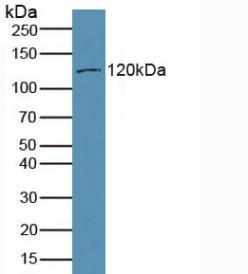 Western Blot; Sample: Recombinant MYO1A, Mouse.