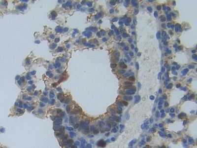 Myosin IA (MYO1A) Polyclonal Antibody - image 5