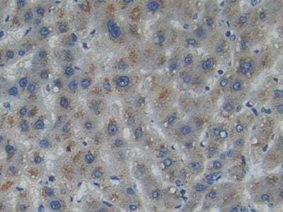 Myosin IA (MYO1A) Polyclonal Antibody - image 4