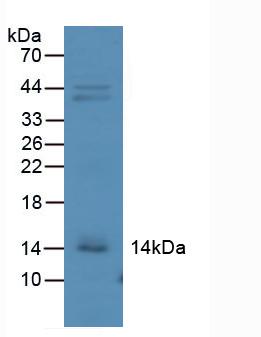 Western Blot; Sample: Recombinant IP10, Human.