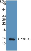 Interferon Gamma Induced Protein 10kDa (IP10) Polyclonal Antibody - image 3