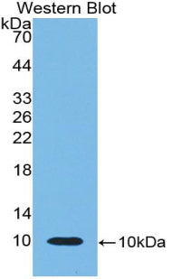 Chemokine (C-X-C motif) ligand 7 (CXCL7) Polyclonal Antibody - image 2