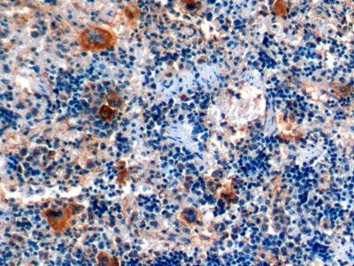 Chemokine (C-X-C motif) ligand 7 (CXCL7) Polyclonal Antibody - image 3