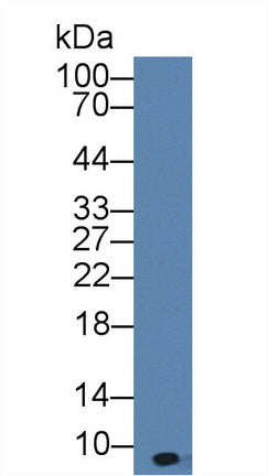 Western Blot; Sample: Mouse Serum; ;Primary Ab: 3µg/ml Rabbit Anti-Mouse bTG Antibody;Second Ab: 0.2µg/mL HRP-Linked Caprine Anti-Rabbit IgG Polyclonal Antibody;
