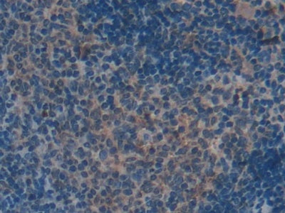DAB staining on IHC-P; Samples: Mouse Spleen Tissue)