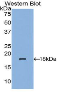 Acyl Carrier Protein, Mitochondrial (ACP) Polyclonal Antibody - image 2