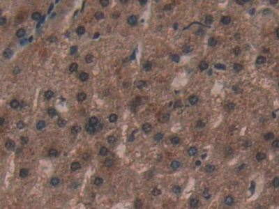 Acyl Carrier Protein, Mitochondrial (ACP) Polyclonal Antibody - image 5
