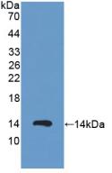 Protein Kinase Inhibitor Alpha (PKIa) Polyclonal Antibody - image 2