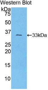 Western Blot; Sample: Lane1: Mouse Serum; Lane2: Mouse Skin lysate; Primary Ab: 2μg/ml Rabbit Anti-Mouse COL1a1 Antibody; Second Ab: 0.2µg/mL HRP-Linked Caprine Anti-Rabbit IgG Polyclonal Antibody;