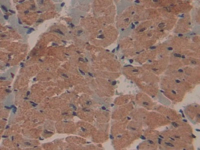 Collagen Type I Alpha 1 (COL1a1) Polyclonal Antibody - image 5
