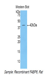 Fatty Acid Binding Protein 6, Ileal (FABP6) Polyclonal Antibody - image 2
