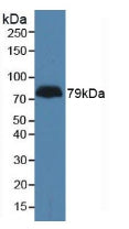 Western Blot; Sample: Recombinant LPHN3, Human.