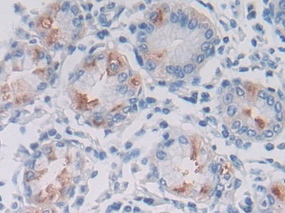 DAB staining on IHC-P; Samples: Human Stomach Tissue