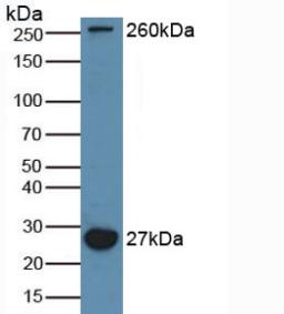 Western Blot; Sample: Recombinant MAP1A, Mouse.