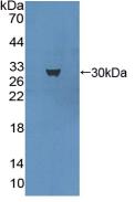 DAB staining on IHC-P; Samples: Mouse Brain Tissue; Primary Ab: 20µg/ml Rabbit Anti-Mouse MAP1A Antibody Second Ab: 2µg/mL HRP-Linked Caprine Anti-Rabbit IgG Polyclonal Antibody