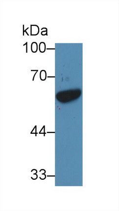 Western Blot; Sample: Recombinant protein.
